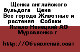 Щенки английского бульдога › Цена ­ 40 000 - Все города Животные и растения » Собаки   . Ямало-Ненецкий АО,Муравленко г.